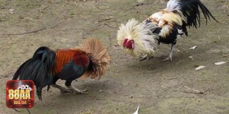 Cách Xem Chân Gà Khỏe - 1) Tỷ lệ – kích thước cân đối