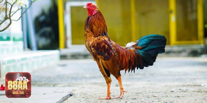 Các thể loại nổi bật tại Đá gà 88aa