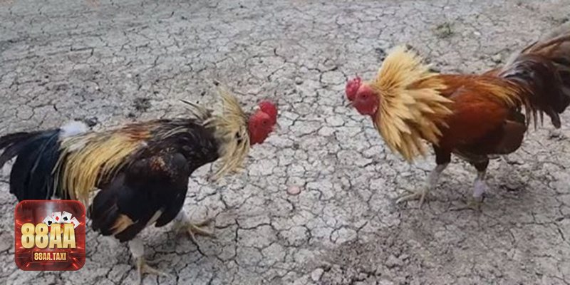 Bí mật đá gà Thomo - Sức hút đến từ nhịp độ và chiến thuật